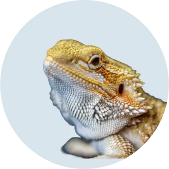 Reptile