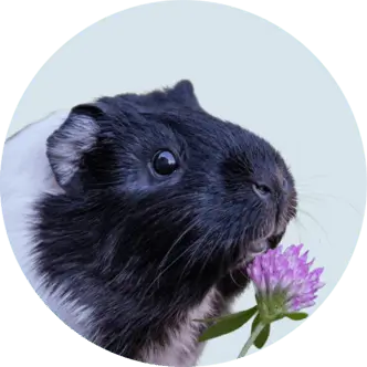 Small Pet