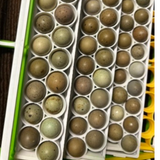 Standard & Button Quail Egg Rails for Cimuka®/Hatching Time® Incubators (CT-Series)