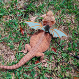 Bearded Dragon harness