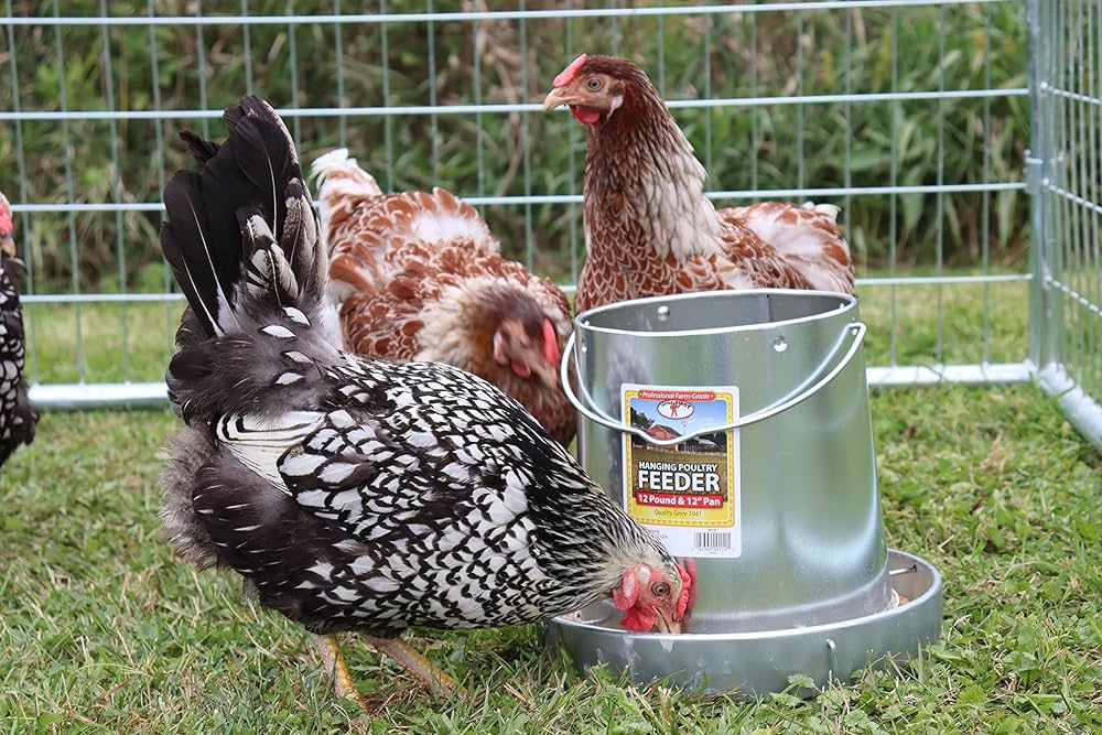 Miller Galvanized Hanging Chicken Feeder 12 lb Metal Poultry Feed Dispenser