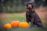 Adjustable Collars for Small Medium Large Dogs and Cats