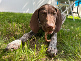 Organically Fed Quail Crunch Sticks and Legs - Healthy and Delicious Treat for Pets