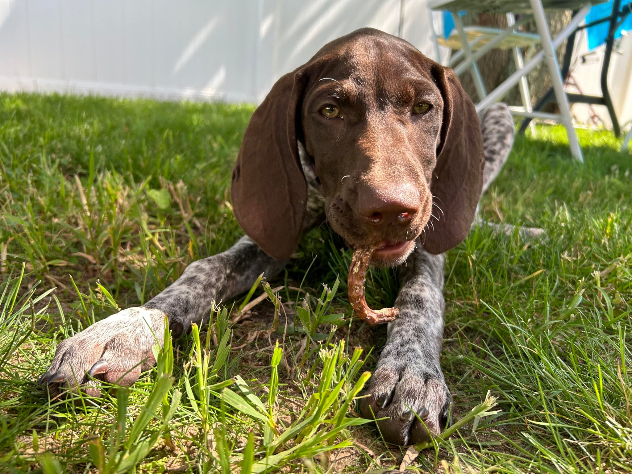 Organically Fed Quail Crunch Sticks and Legs - Healthy and Delicious Treat for Pets