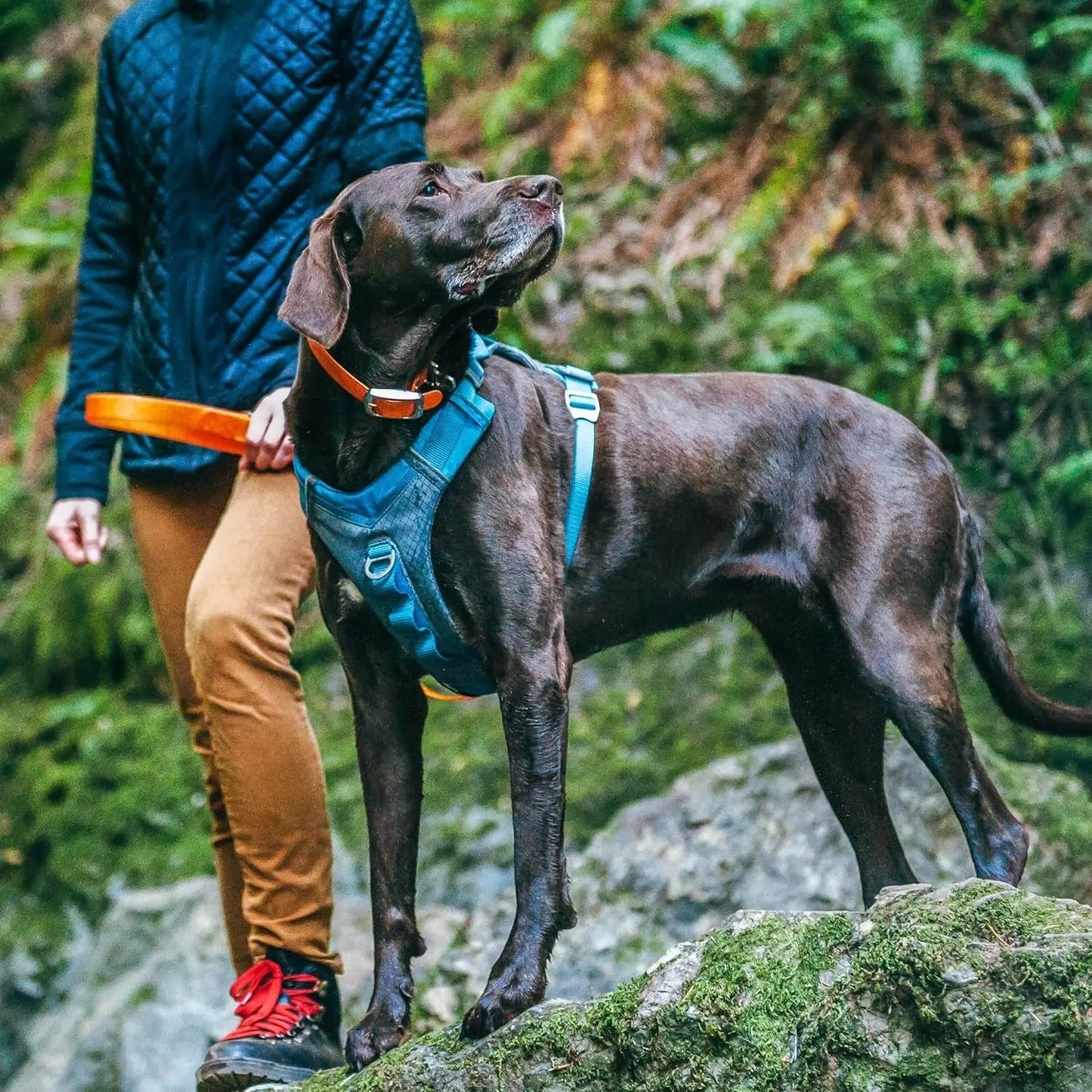 Nomad Carrier Backpack - Airline Approved Dog Bag for Travel - Stylish Pet Backpack with Waterproof Bottom - Lightweight for Hiking - Small Breed Dog Carrier with Tablet Sleeve - Blue