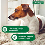 12 Oz Flea & Tick Shampoo for Puppies & Adult Dogs .