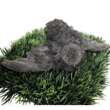 Black Quail Hatching Eggs - Pure Breed, Ideal for Aviary Hobbyists & Breeders
