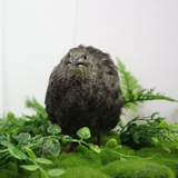 Black and White Edition Quail hatching eggs