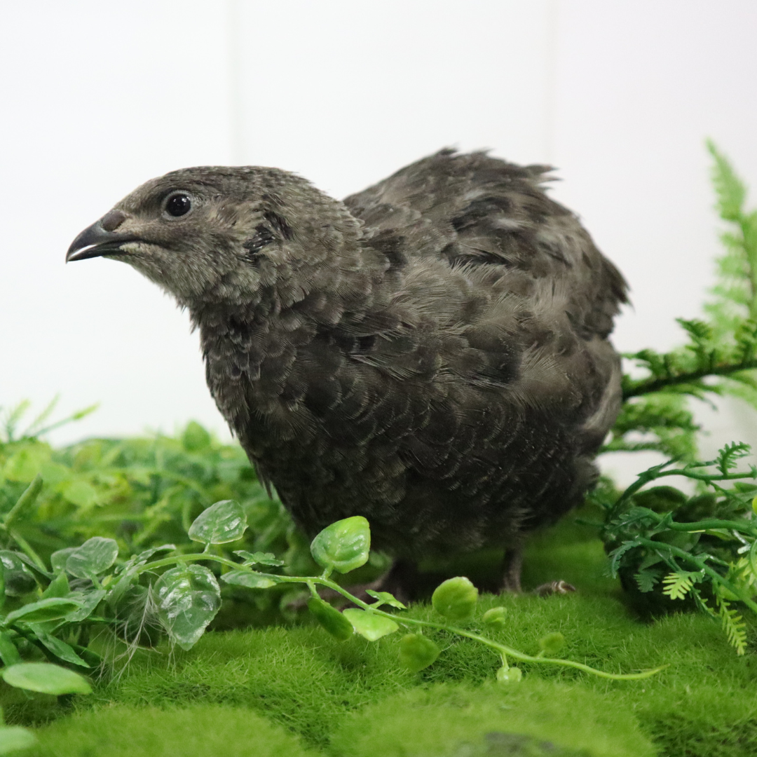 Black and White Edition Quail hatching eggs