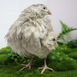 Fertile Quail Eggs – Choose Your Variety