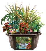 Tropical Rainforest Jungle Biosphere Terrarium