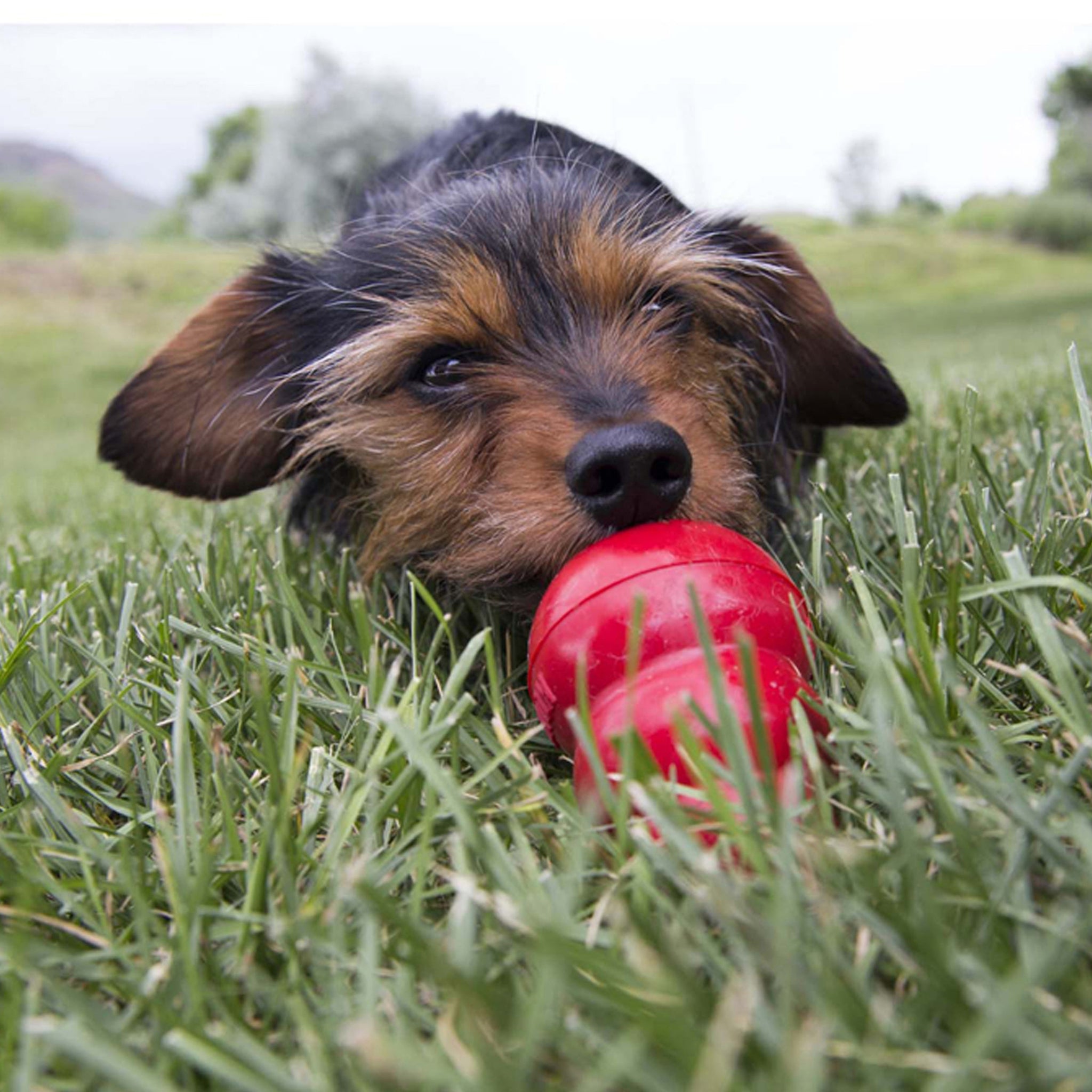 Kong Easy Treat (8oz)