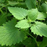 CATNIP Seeds