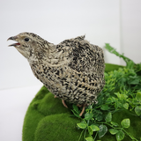 Calico Quail Hatching Eggs – Fertile Eggs for Incubation