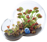 Carnivorous Growarium Meat-Eating Seed Terrarium Kit