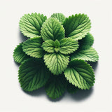 Catnip (4x)