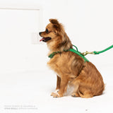 Spring Heritage Harness