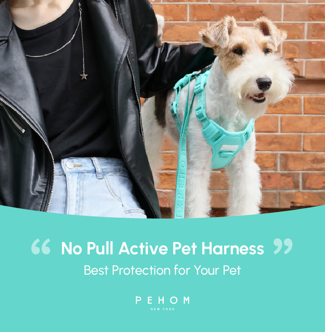 NO PULL ACTIVE  PET HARNESS - MINT GREEN