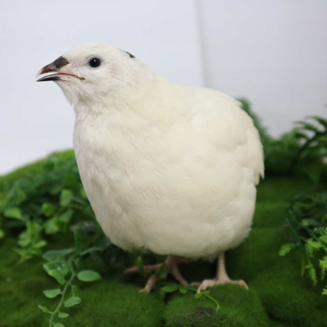 Black and White Edition Quail hatching eggs
