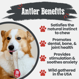 Elk Antler Dog Chews | All-Natural Whole and Split Elk Antler Chews for Dogs