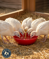 Little Giant Baby Chick Automatic Poultry Fount 1.5 Pint Shallow Waterer