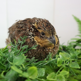 Georgia Giant Quail Hatching Eggs