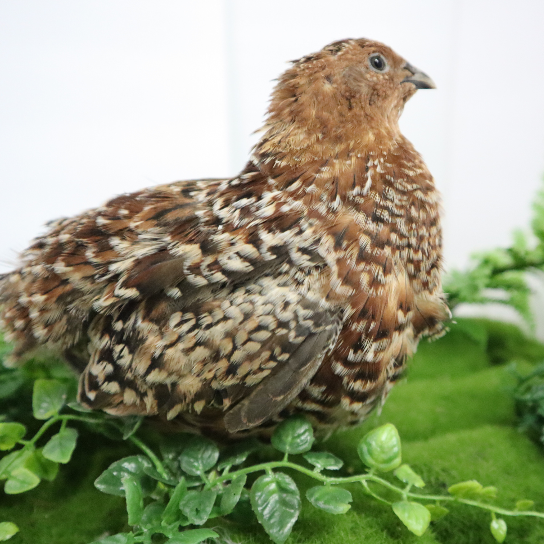 Fertile Quail Eggs – Choose Your Variety