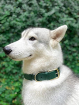 Heavy Duty Waterproof Dog Collar Metal Buckle Odor Proof XS–L (all colors)