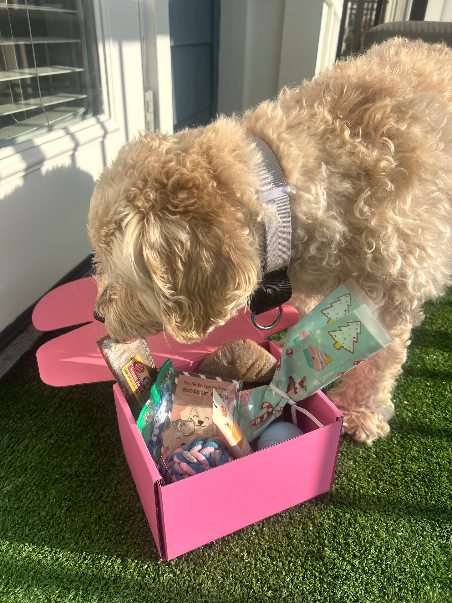 Pawliday Box