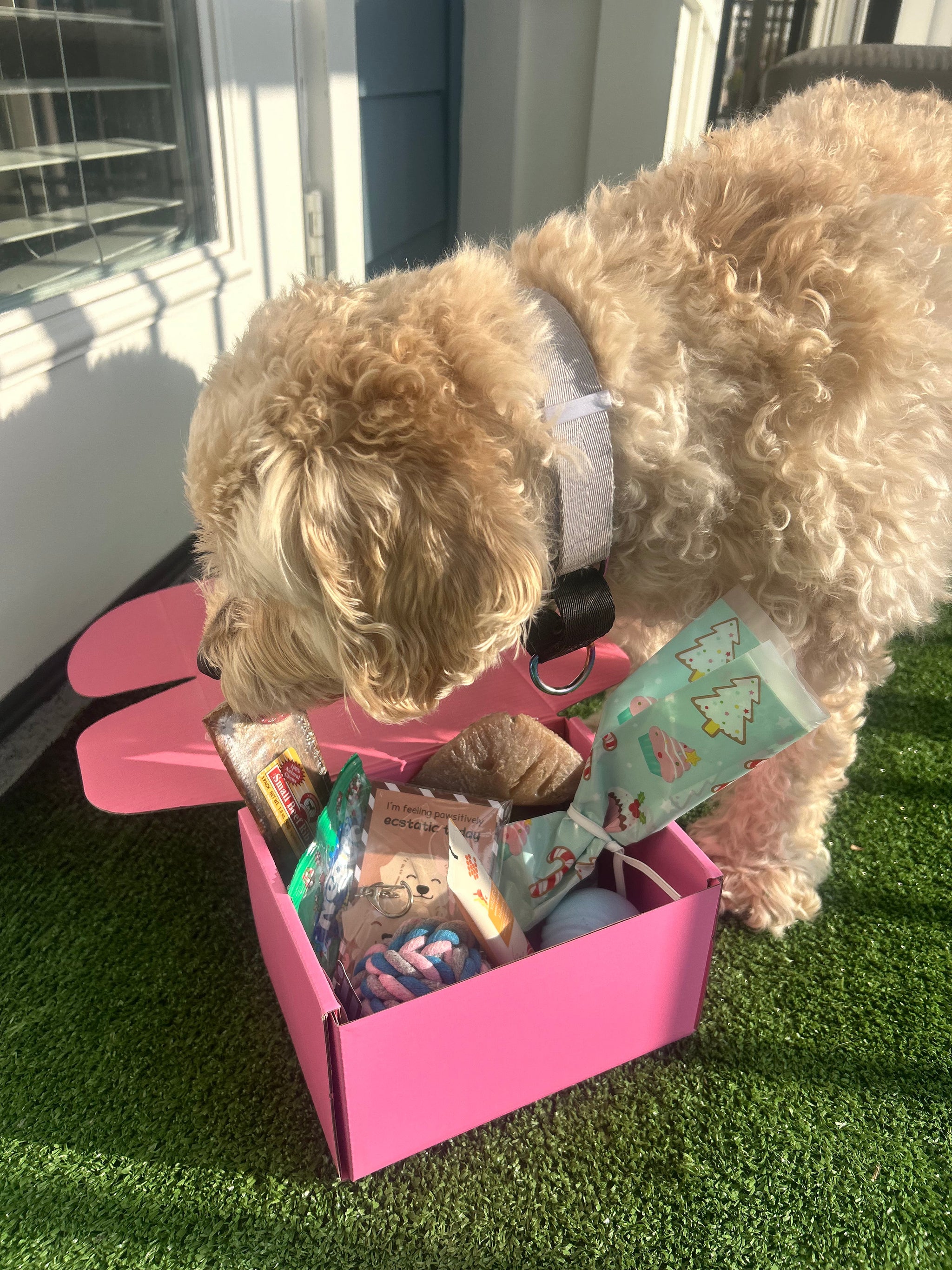 Pawliday Box