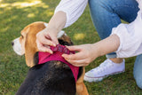 Curli Air Mesh Clasp Brown Vest Harness