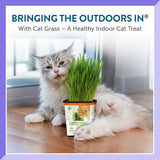 Pet Greens Organic Cat Grass