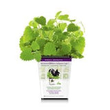 Pet Greens All Natural Live Catnip