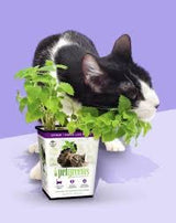Pet Greens All Natural Live Catnip
