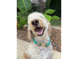 Infinity Braid in Teal & Light Tan - Handmade Dog Collar