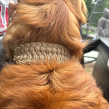Josephine Braid Handmade Dog Collar - Customize Your Colors