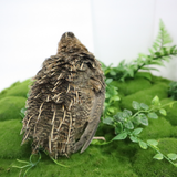 Fertile Hatching Mixed Jumbo Pharaoh Coturnix,Jumbo Italian, White,Brown Quail Hatching Eggs- Coturnix Quail Eggs for Sustainable Farming Hens Choice
