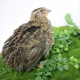 Fertile Hatching Mixed Jumbo Pharaoh Coturnix,Jumbo Italian, White,Brown Quail Hatching Eggs- Coturnix Quail Eggs for Sustainable Farming Hens Choice
