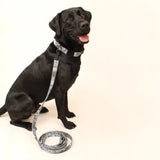 Hike Day Recycled Dog Leash