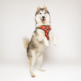 Pawgwarts Everyday Adjustable No-Pull Dog Harness