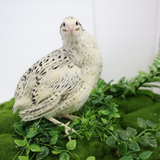 Fertile Quail Eggs – Choose Your Variety