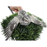 Pearl Pansy Quail Hatching Eggs – Fertile Coturnix Eggs for Incubation