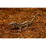 ReptiEarth Fine Coconut Fiber Mix; Ready to Use