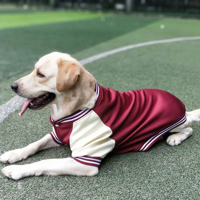 Big Dog Baseball Suit