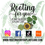 TERRARIUM Premium Potting Mix