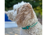 Fishtail Hand Braided Dog Collar in Teal & Cream