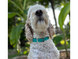 Fishtail Hand Braided Dog Collar in Teal & Cream
