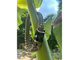 Cobra Braid in Tan - Handmade Dog Collar