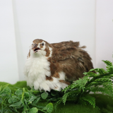 Celadon Coturnix Hatching Eggs
