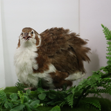Celadon Coturnix Hatching Eggs